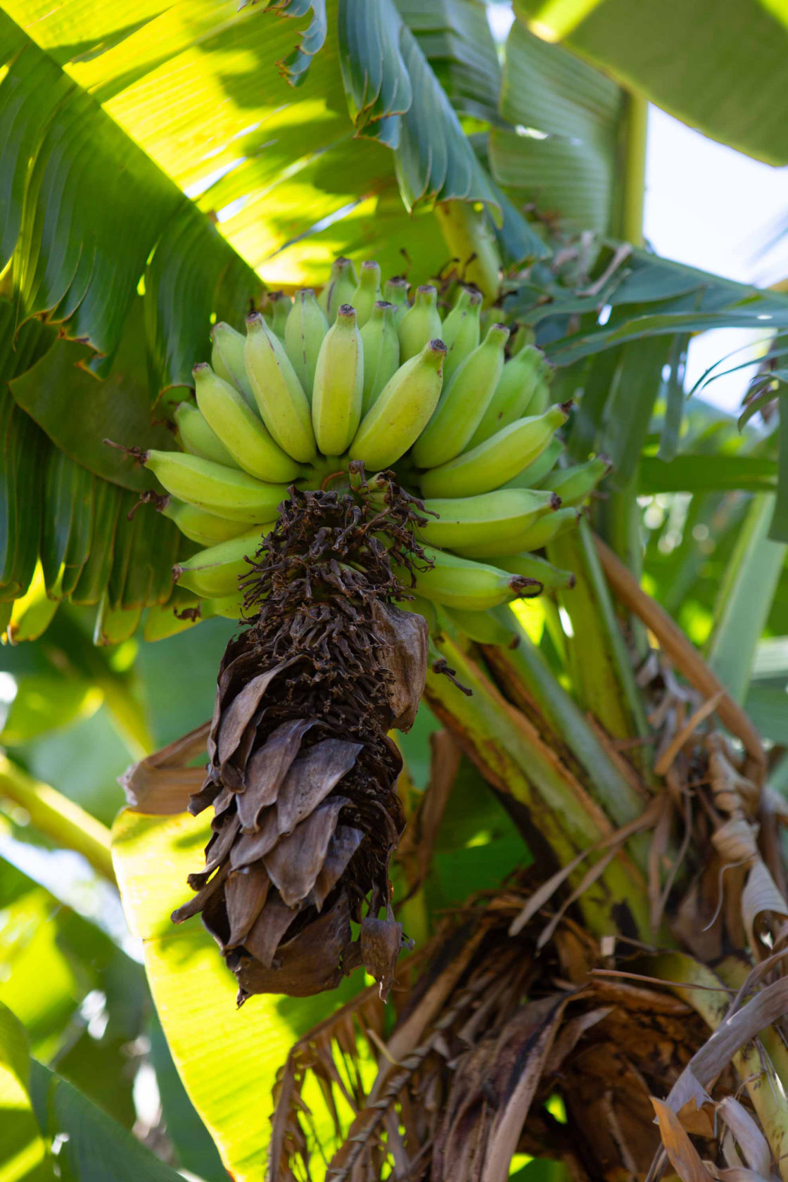 Local Bananas