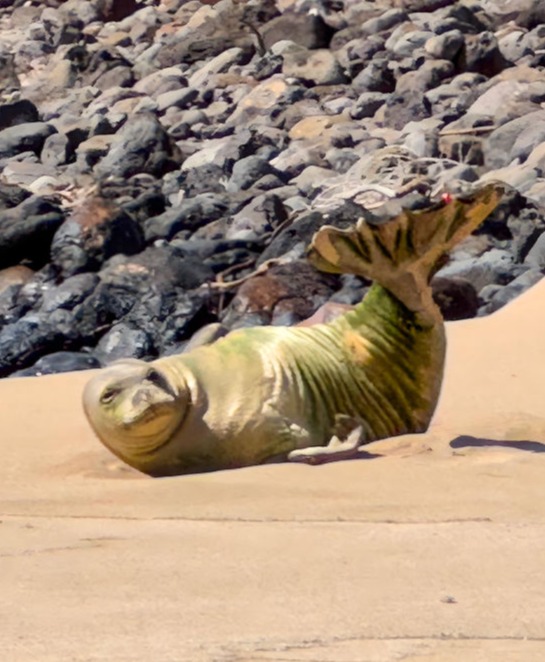 Endangered Monk Seals on Kepuhi Beach