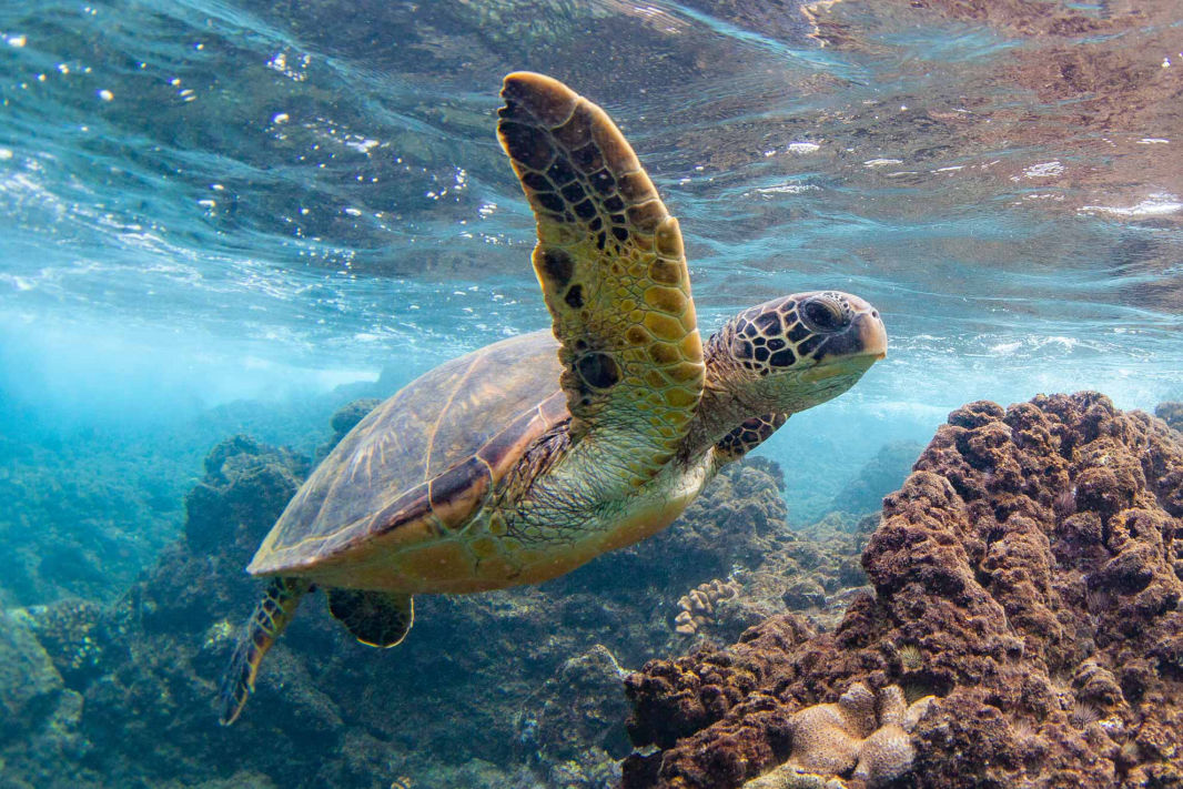 Endangered Hawaiian Green Sea Turtle